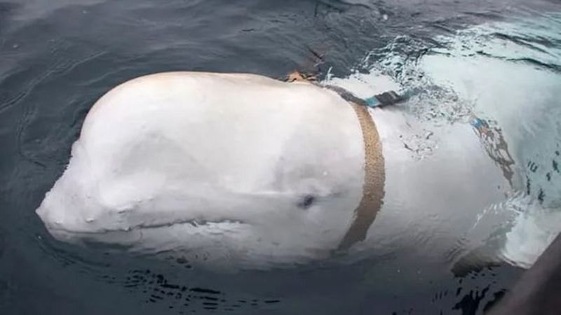 cause of death of Russian spy whale finally out  not shot to death 