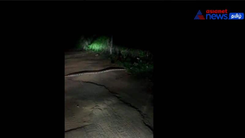 A snake crawled on the road near suchindram!