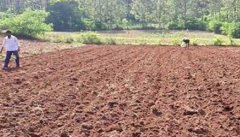 Farmer Destroyed Potato Crop in Chikkamagaluru grg