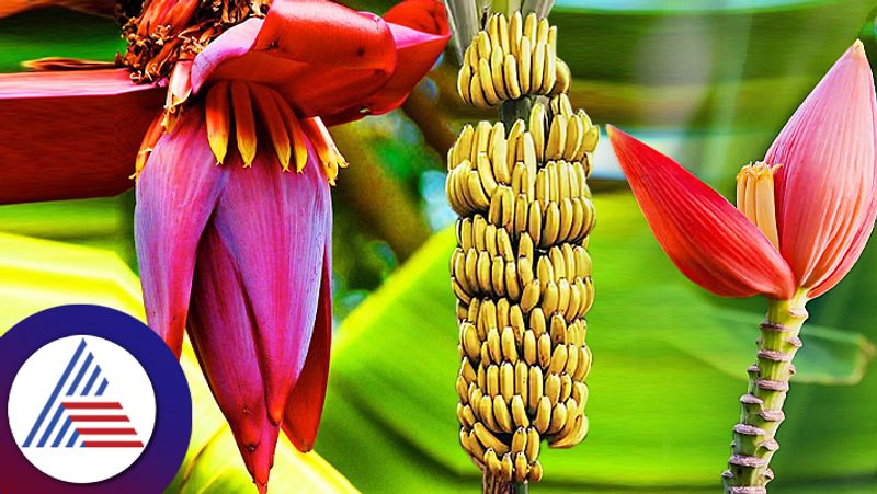 Health Benefits Of Banana Flower Good For Heart And Kidney 