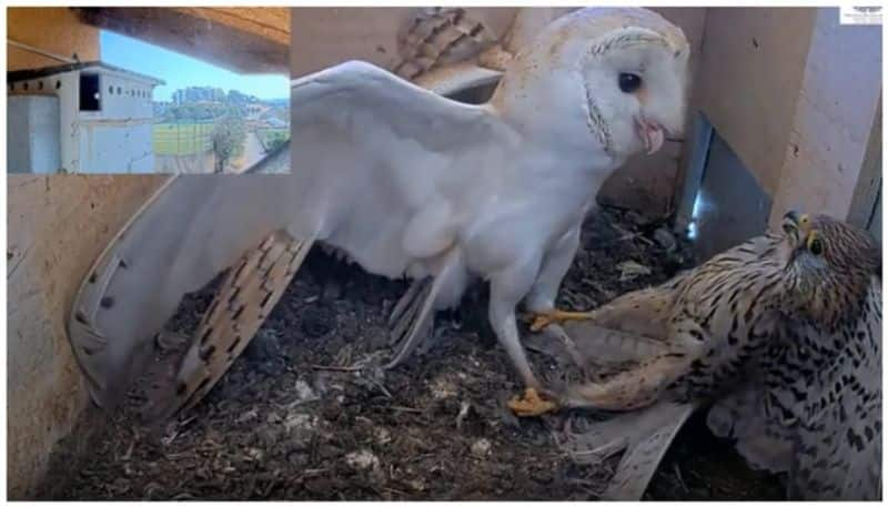 video of owls chasing the thief who came to steal the eggs goes viral bkg 