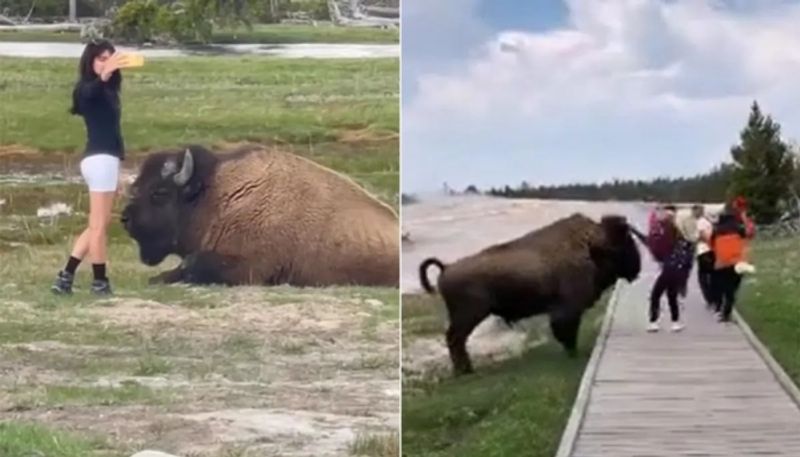 tourists trying to take selfie near bison but the animal got panic then hyp 