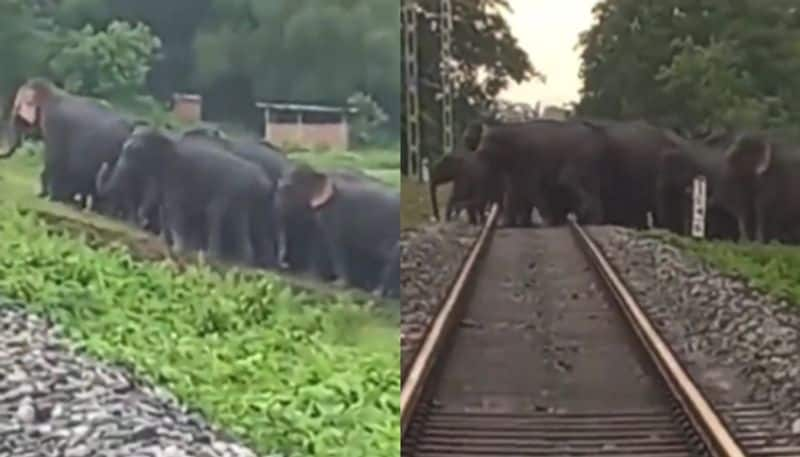 elephant herd crossing railway track easily by this method watch the video hyp 