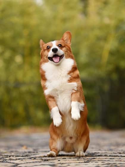 Corgi