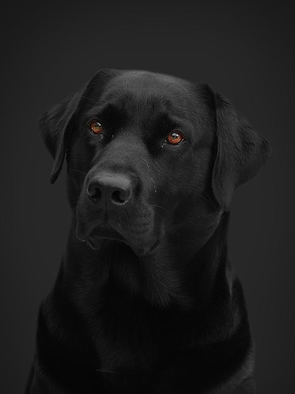 Labrador