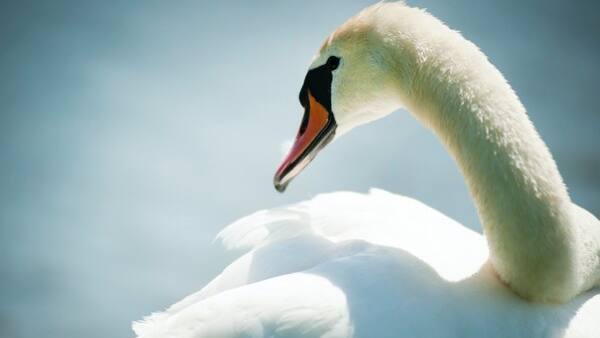 new york swan