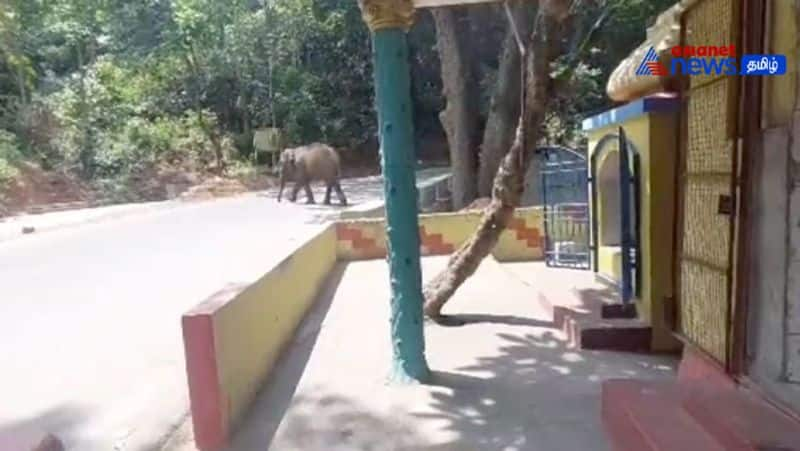 A single wild elephant left the plains and entered the mountains! The people of Mettupalayam are relieved!