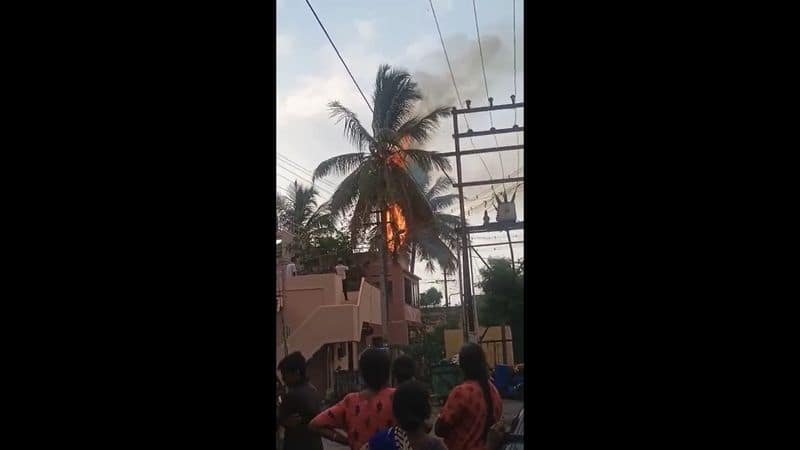 A coconut tree caught fire in Coimbatore due to thunder