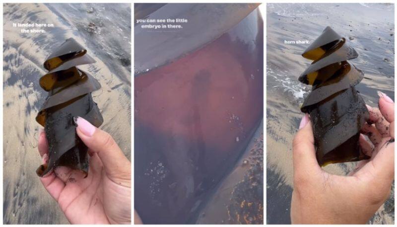 women finds shark egg at the shore bkg