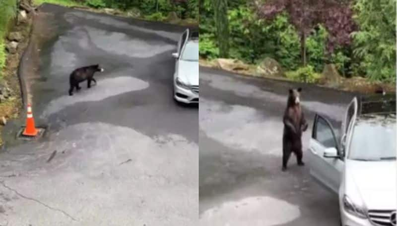 viral video of bear attempts to open car door azn 