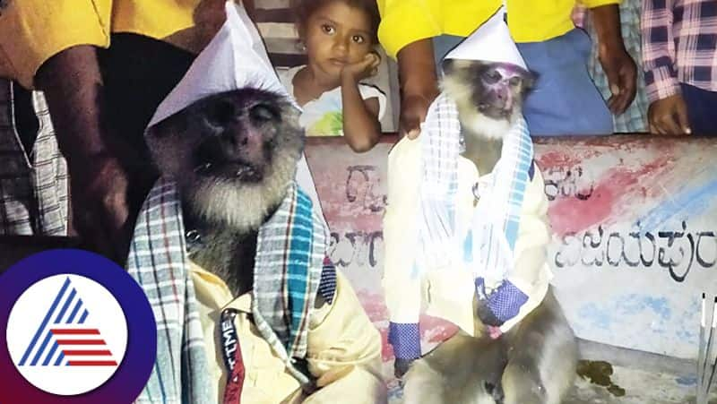 Surprising funeral for dead monkey in Karnatakas Vijayapura District Vin