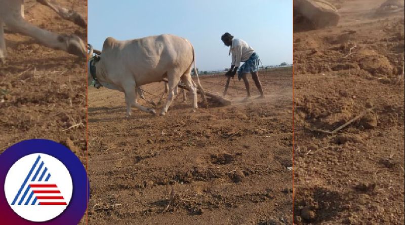 lack of rain surapura farmer waiting for rain at yadgiri rav