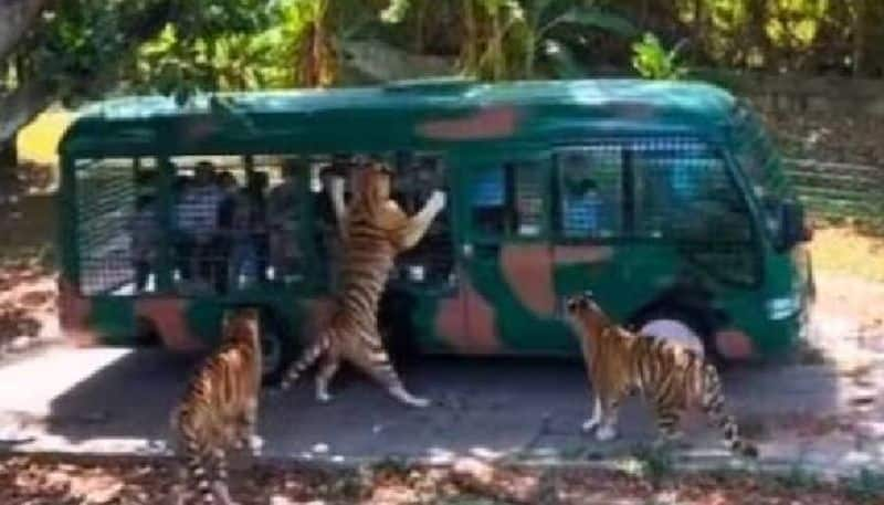 tiger holds on to bus during jungle safari rlp