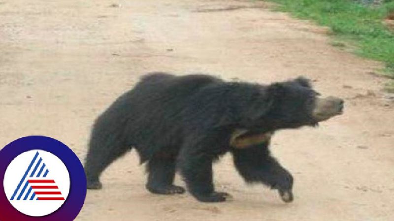 Person injured in bear attack outrage against forest officials at koppal district rav