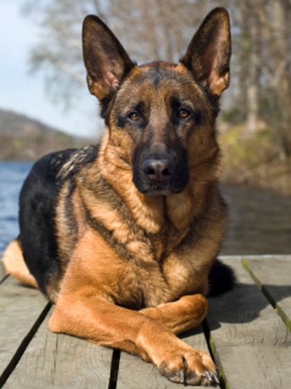 German Shepherd