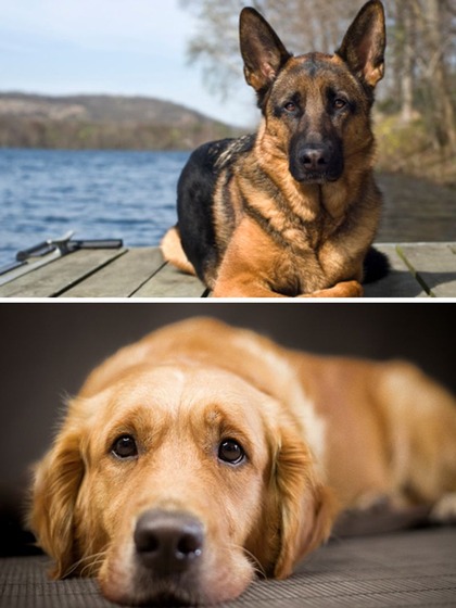German Shepherd to Golden Retriever-7 dog breeds most prone to cancer