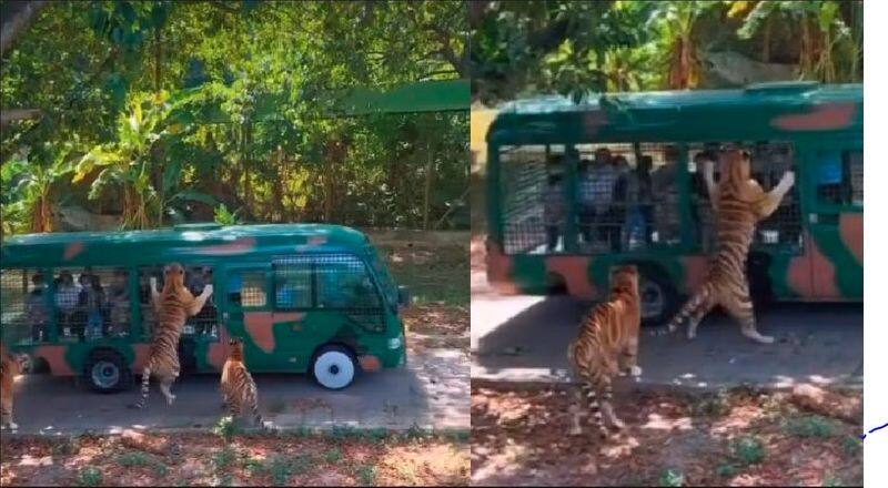 tiger made afraid to tourist It blocked a safari vehicle and roared to tourist watch mind chilling video akb