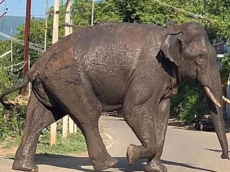 wild elephant arikomban captured by tamil nadu forest department apn 