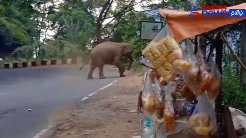 A single wild elephant roaming aggressively on the road near coonoor 