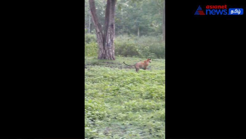 The tiger chased the dog! The elephant chased away the tiger! Viral video in Mudumalai!