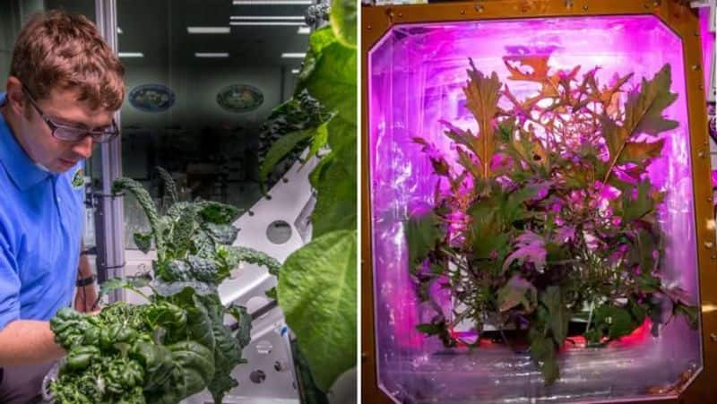 Do you know Fresh food, plant seeds, DNA experiment at SpaceX Space Station