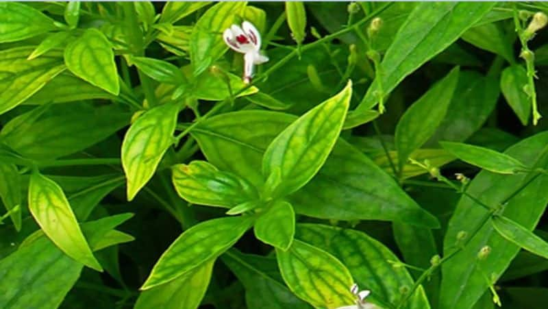 Health Benefits Of kalmegh in tamil