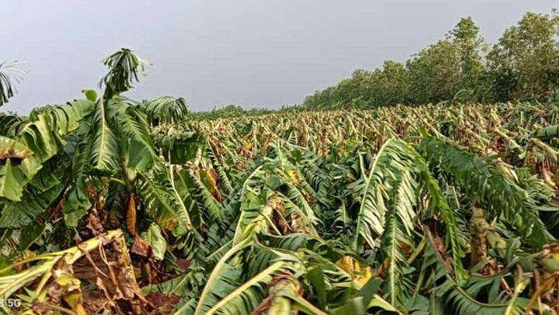 Cuddalore with heavy rain! 500 acres of banana trees leaning to the bottom! - Farmers suffering!