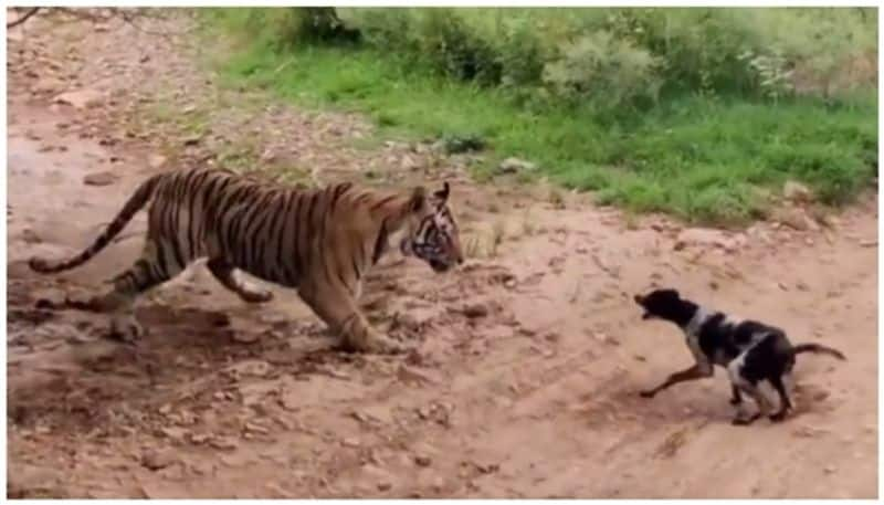 Video of dog barking at sleeping tiger goes viral bkg 