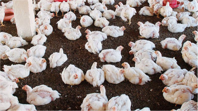 poultry industry veterinarians clarify that chicken may not lead to antimicrobial resistance disease hyp