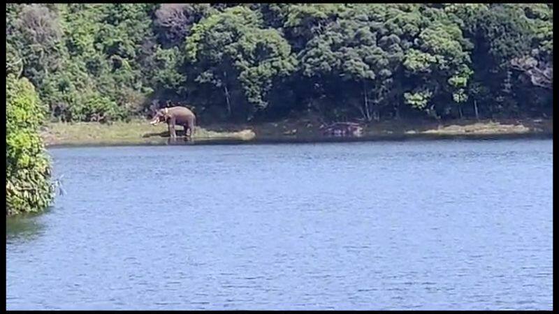 Arikompan strolling around the Kodayar dam in tirunelveli