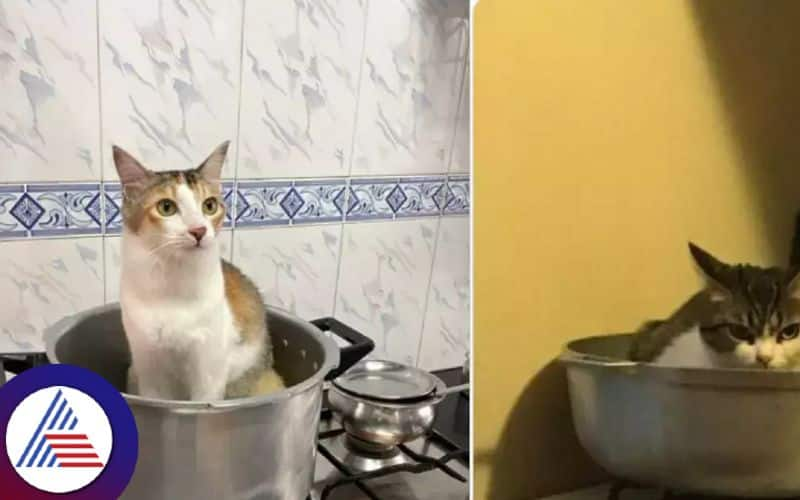 Mallus are Cooking Their Cats on Twitter After This Viral Tweet Vin