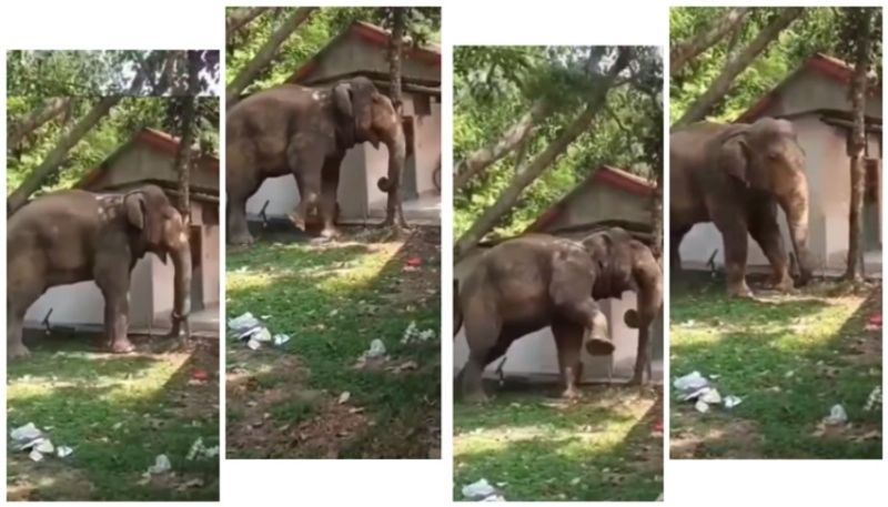 video of elephant a jackfruit lover has gone viral on social media bkg