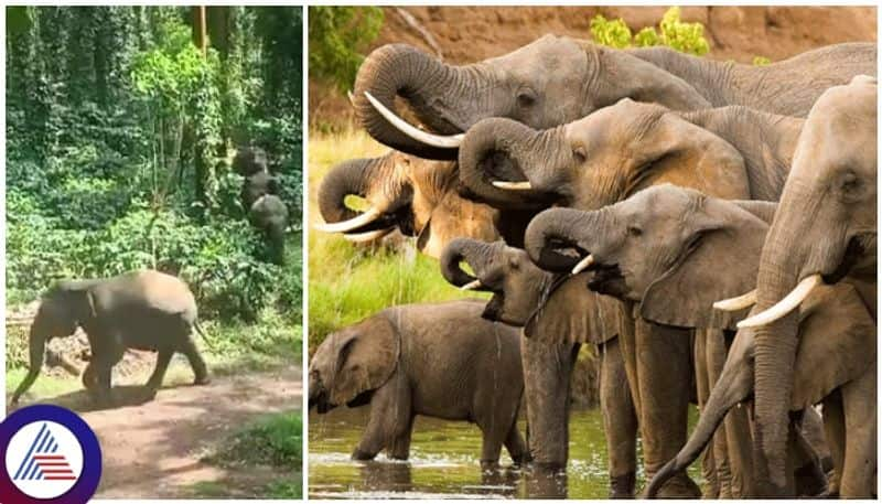 Karnataka elephants has doubled in five years Attacks on humans are also increasing sat