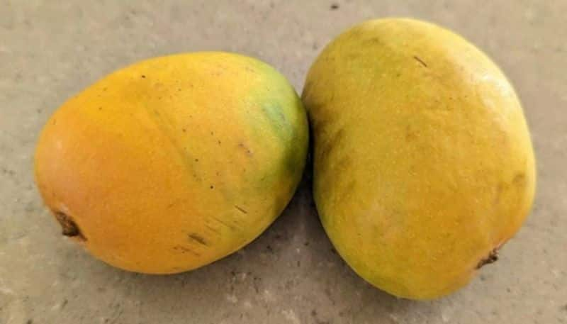 man shares photo of mangoes that gifted by his house help hyp 