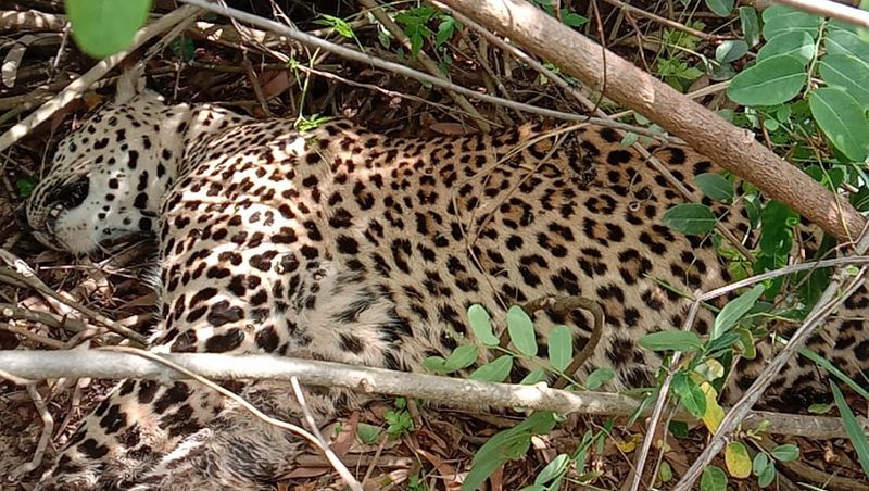 4 year old leopard died after being attacked by wild boars at shivamogga district gvd