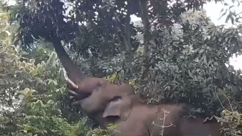 It was decided to capture the Kompan elephant roaming around with a wound in its mouth by injecting anesthesia