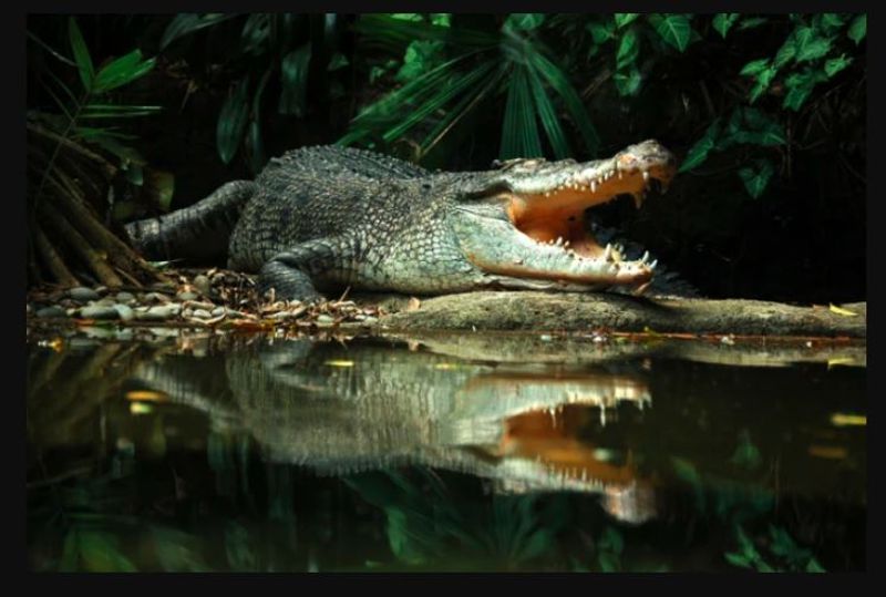 Crocodile pregnant without male researchers say It is a Evidence for self-fertilization theory akb 