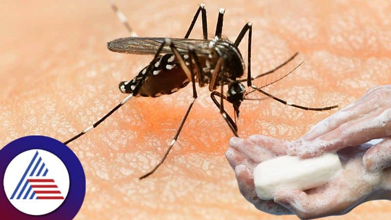 Soaps Fragrance Attracts Mosquitoes According To New Research roo