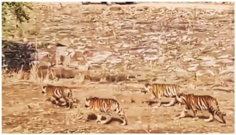 Video of tiger cubs chasing mother tiger goes viral bkg 