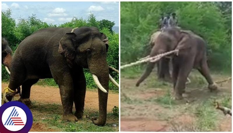 Karnataka Forest officials have captured elephant that killed two people in Ramanagara sat