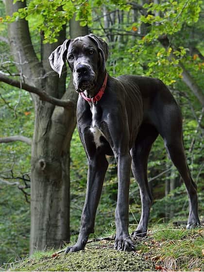 Great Dane