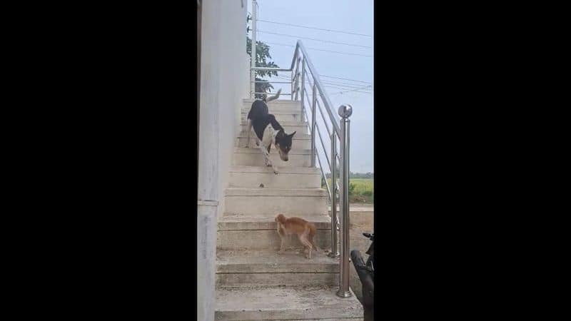 cat threatening a dog in puducherry video goes viral in online