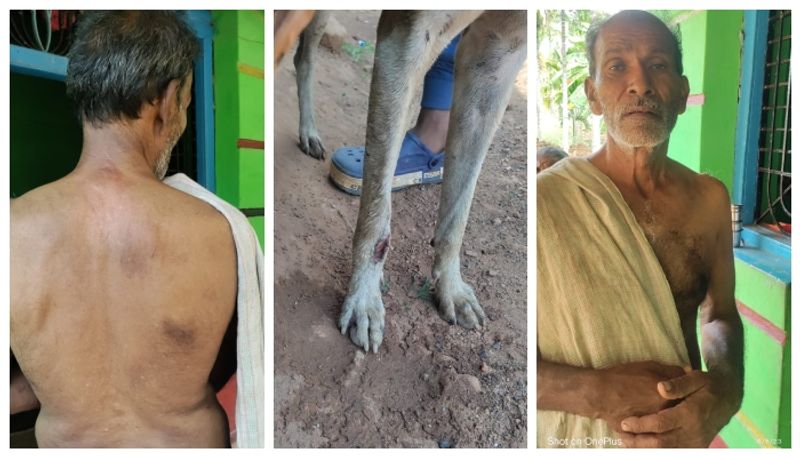 Cow saved Farmer and dog from leopard attack in davanagere kannada news gow