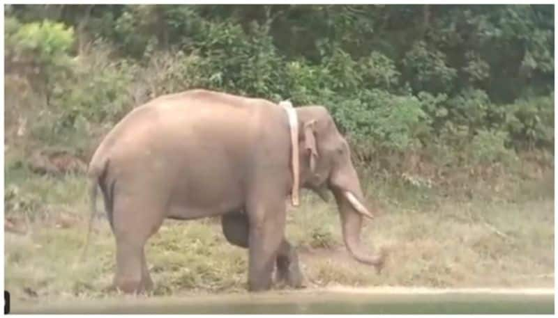 arikomban elephant's health condition is stable forest department officers release a video