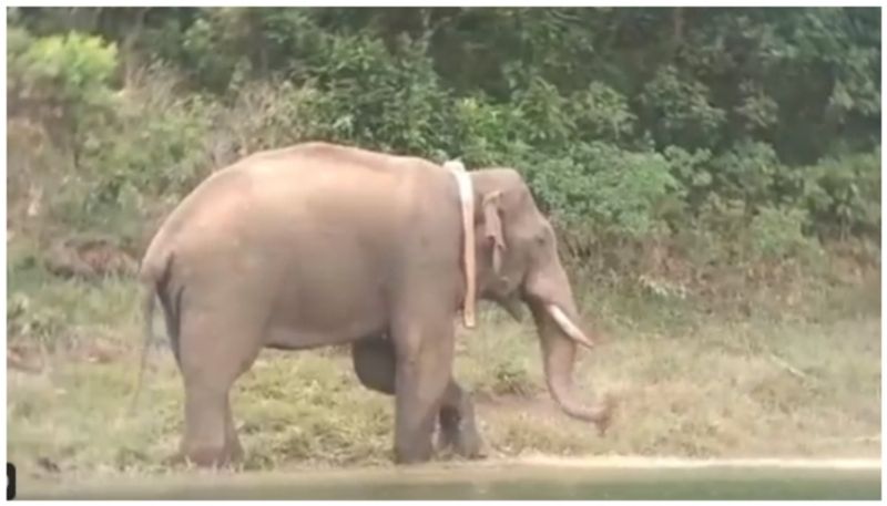 wild elephant arikomban migrated to kanyakumari from tirunelveli