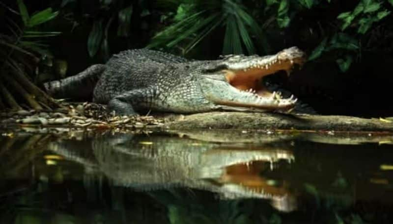 Crocodile pregnant without male: Evidence for self-fertilization theory, researchers say-sak