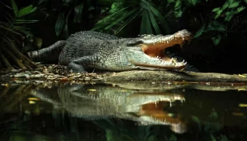 Crocodile pregnant without male: Evidence for self-fertilization theory, researchers say-sak