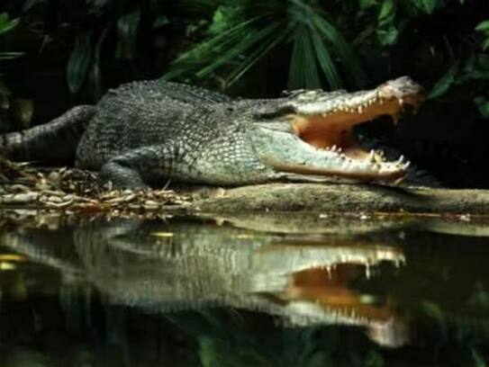Crocodile pregnant without male: Evidence for self-fertilization theory, researchers say-sak