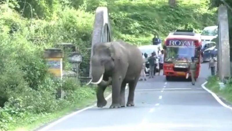 in gudalur area A wild elephant blocked the road without allowing a single vehicle for an hour!