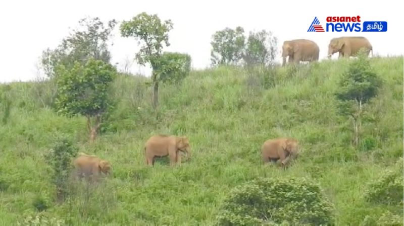 Crowds of elephants and deer strolling! Spectacular view! - Forest department warning to the public!